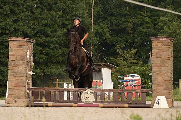 trail-friesian-horse