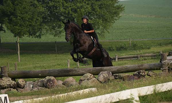 trail-riding-friesian-horse