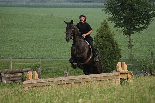 black-friesian-gelding
