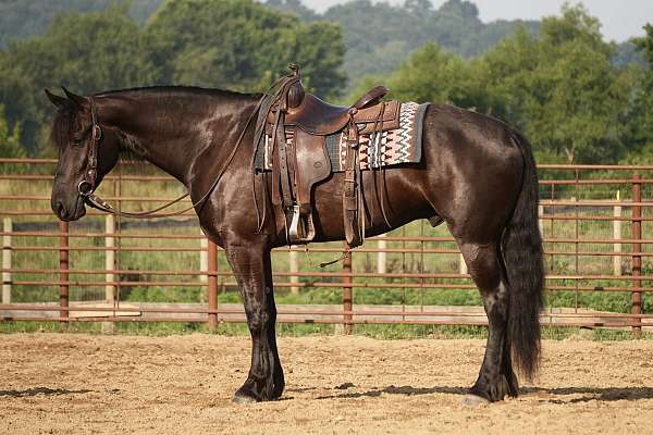 youth-friesian-horse