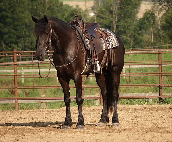 black-all-around-horse
