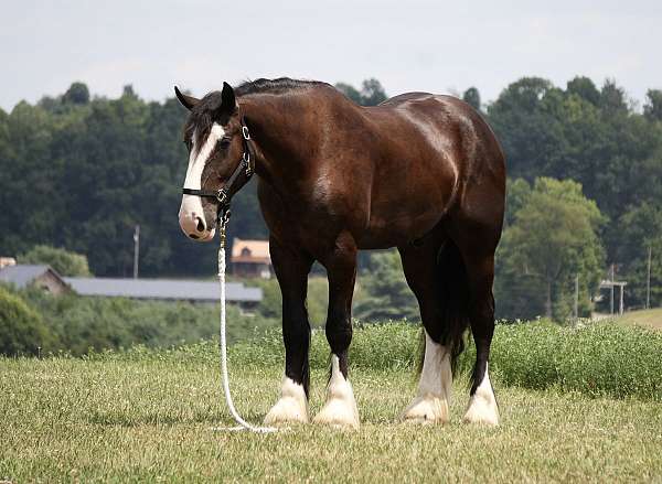 16-hand-shire-gelding