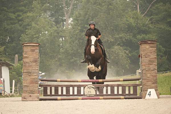 athletic-shire-horse