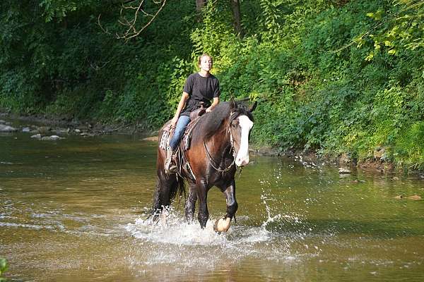 all-around-shire-horse
