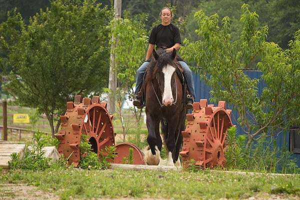 beginner-shire-horse