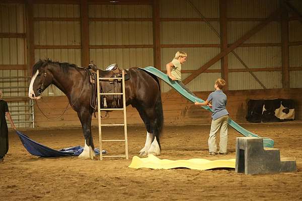 cross-shire-horse