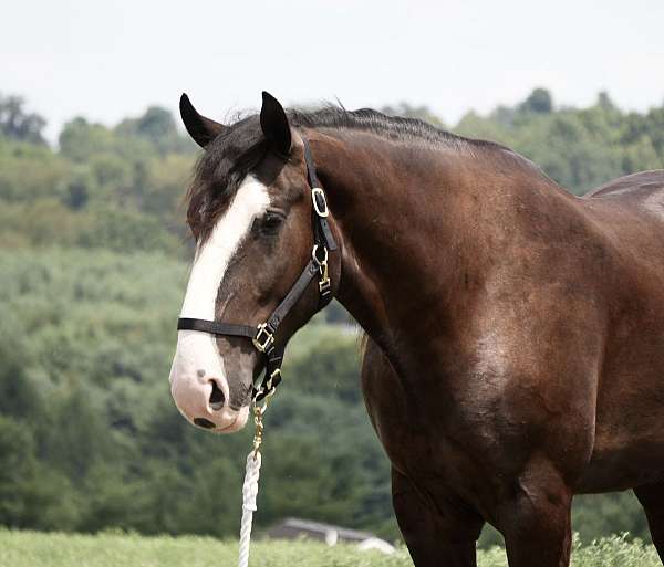 driving-shire-horse