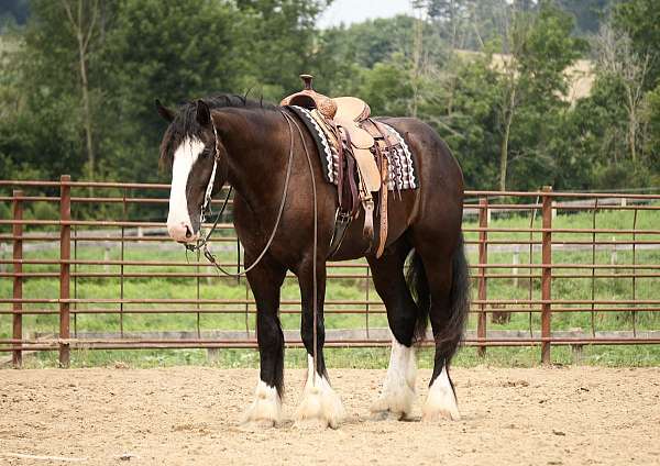 flashy-shire-horse