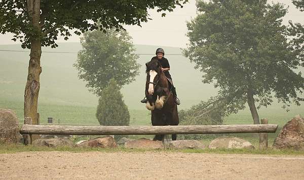 jumping-shire-horse
