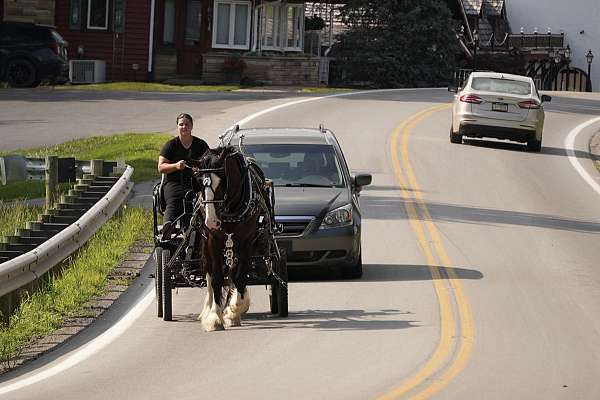 kid-safe-shire-horse