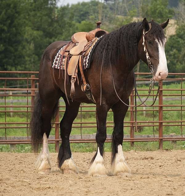 parade-shire-horse