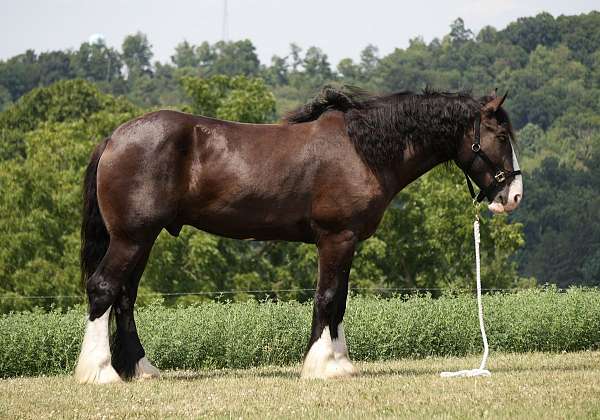 ridden-english-shire-horse