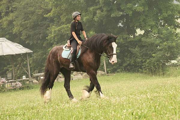 ridden-western-shire-horse