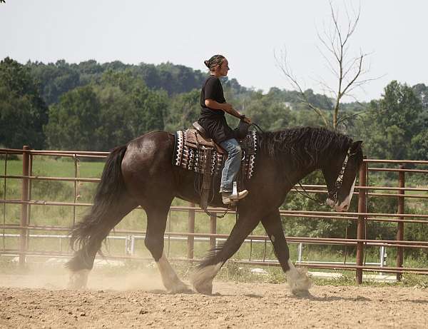 show-shire-horse