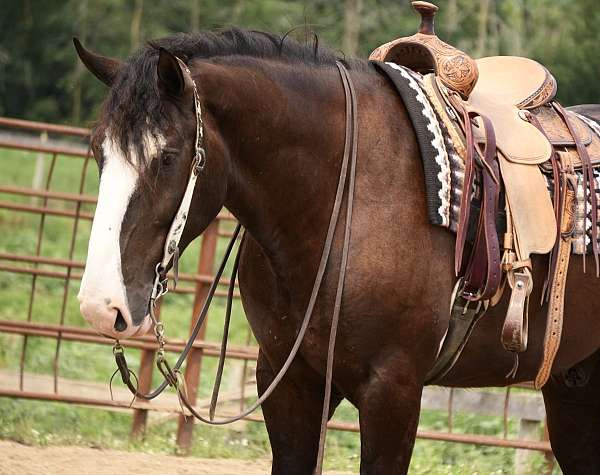 trail-riding-shire-horse