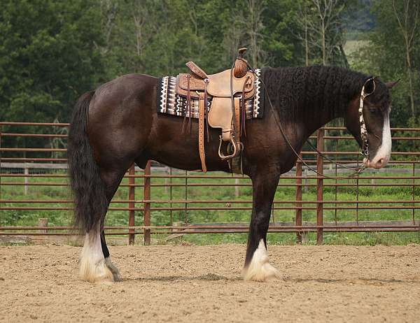 trail-shire-horse