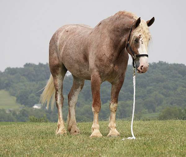 all-around-draft-horse