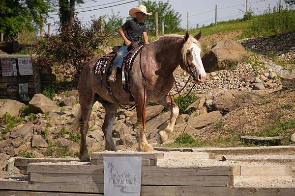 athletic-draft-horse