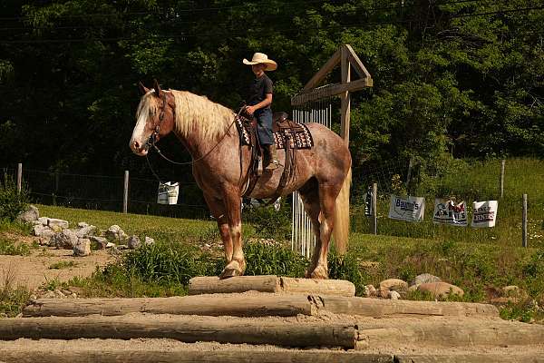 draft-horse