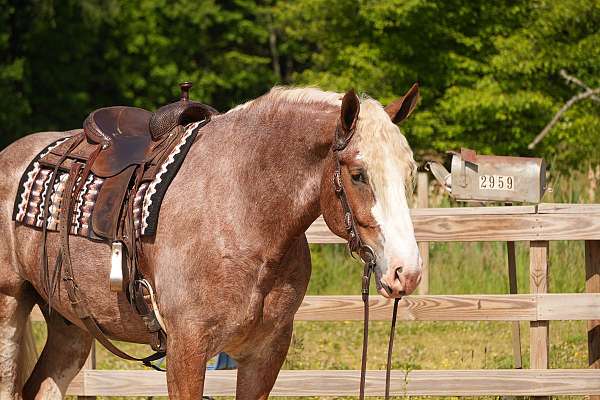 driving-draft-horse