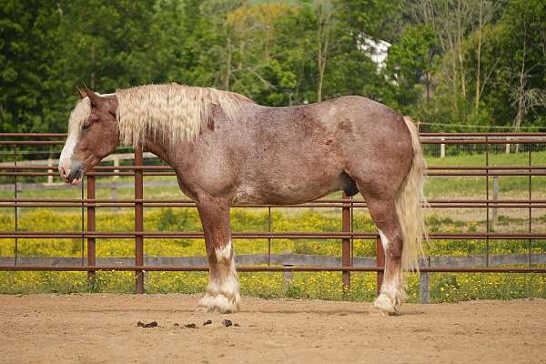 flashy-draft-horse