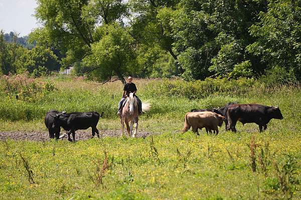 jumping-draft-horse