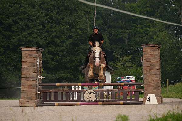 kid-safe-draft-horse