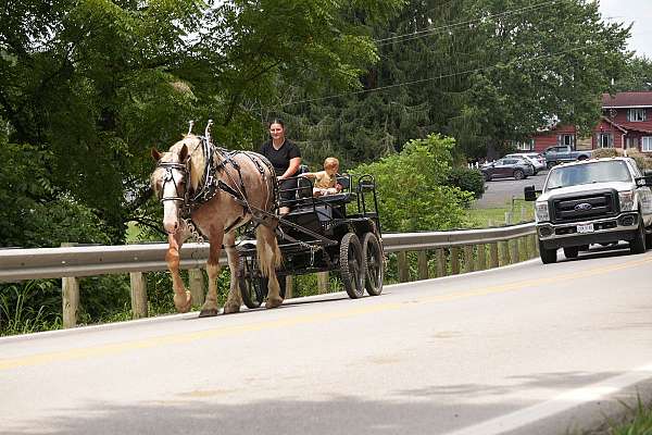 ridden-english-draft-horse