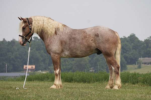 ridden-western-draft-horse