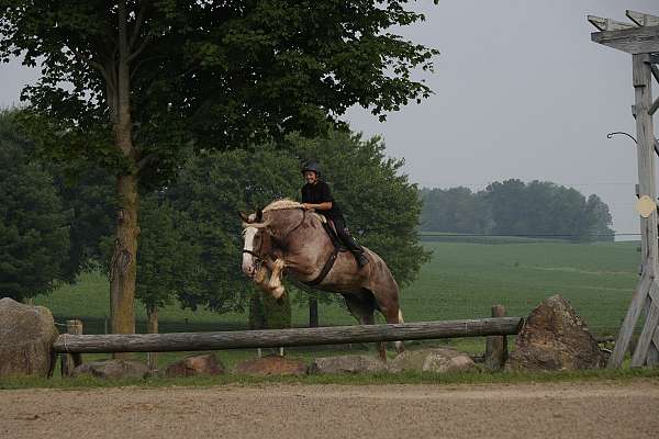 show-draft-horse
