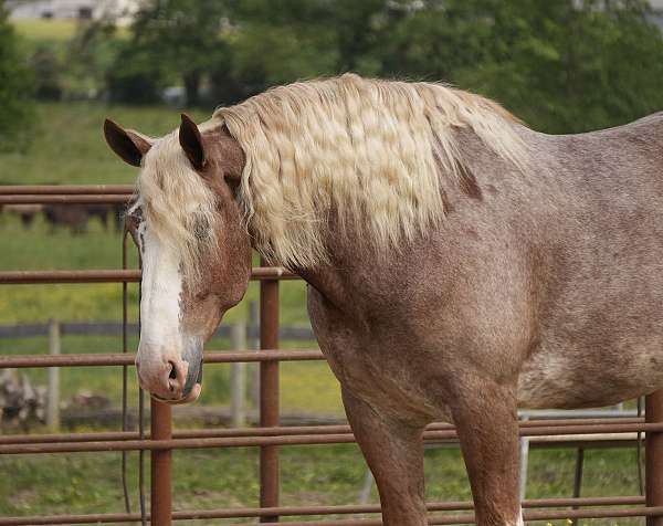 trail-riding-draft-horse