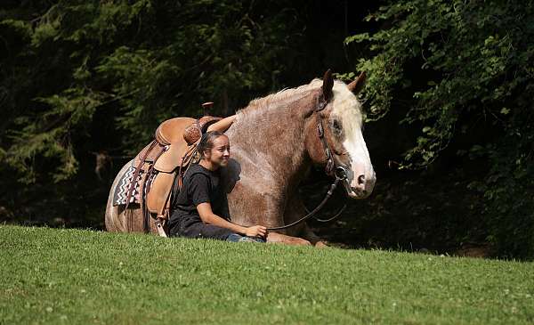 trail-draft-horse