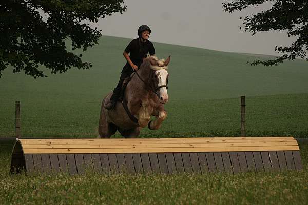 youth-draft-horse