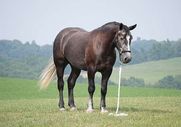 all-around-percheron-horse
