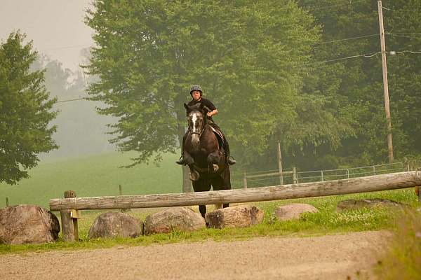 athletic-percheron-horse