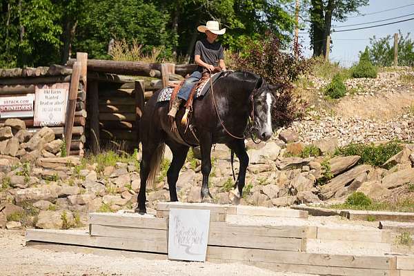 driving-percheron-horse