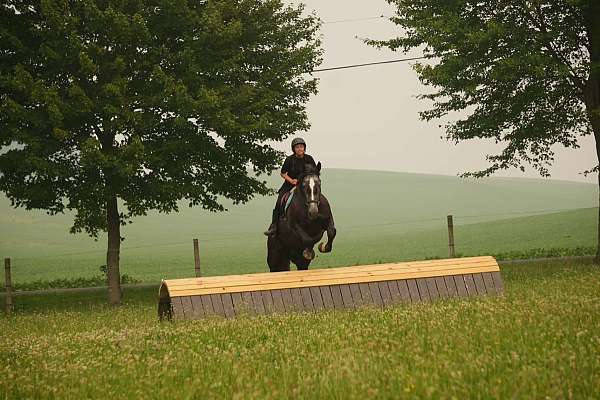 flashy-percheron-horse