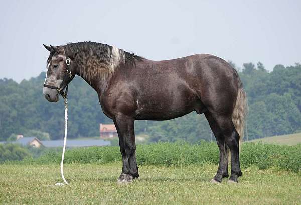 jumping-percheron-horse