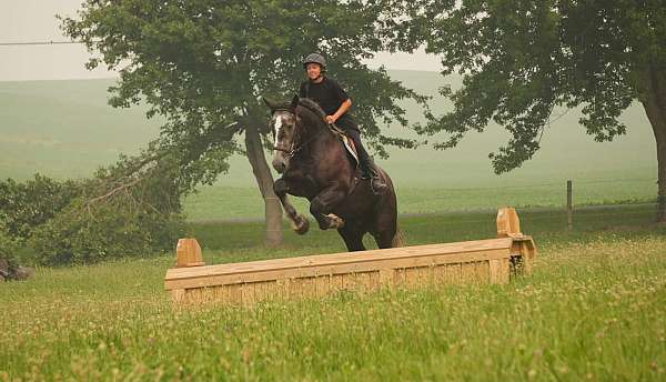 parade-percheron-horse