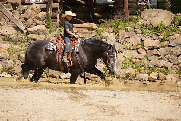 performance-percheron-horse