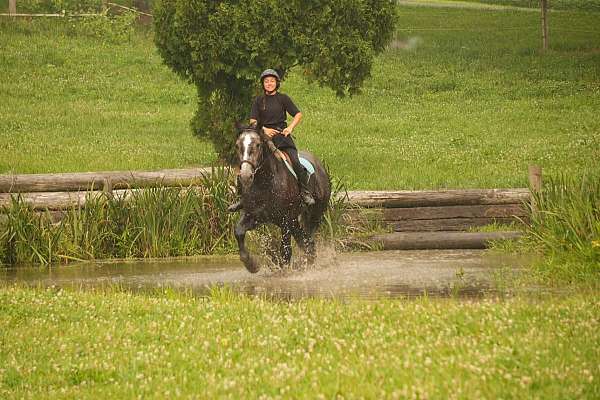 ridden-english-percheron-horse