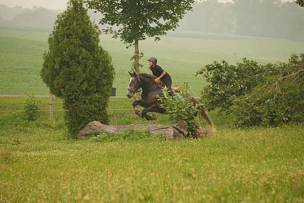 ridden-western-percheron-horse