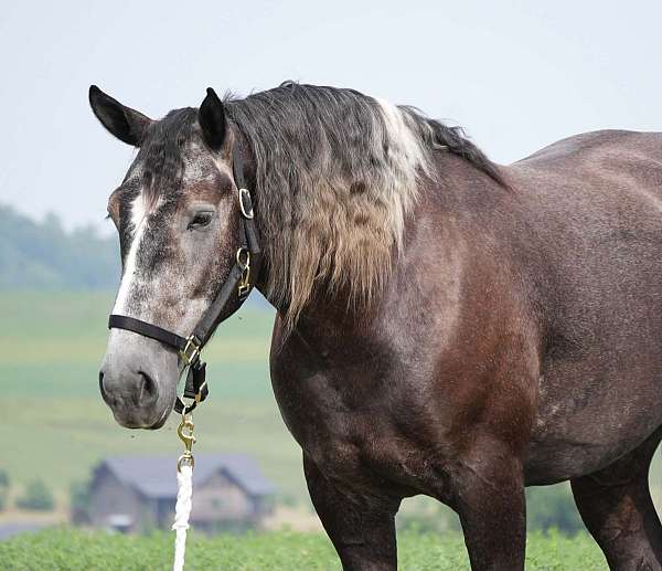 show-percheron-horse