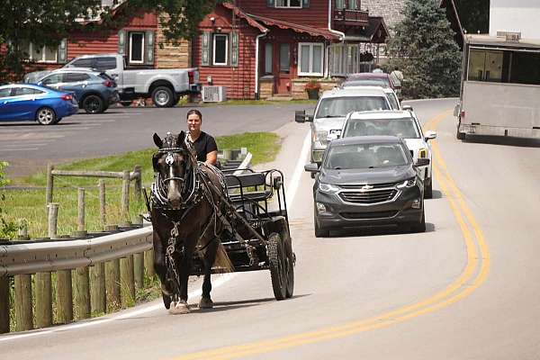 trail-percheron-horse