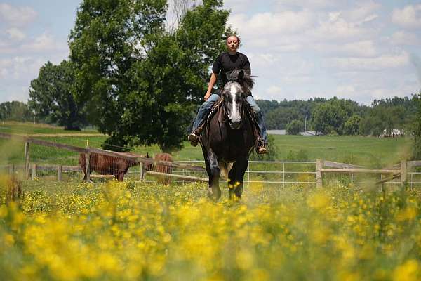 trail-riding-percheron-horse