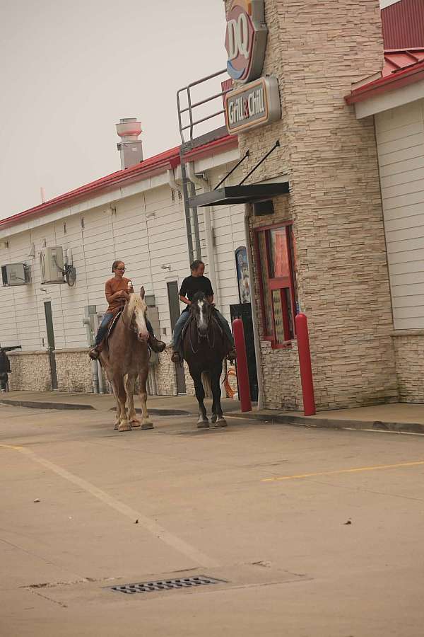 grey-percheron-gelding