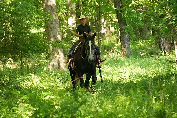 youth-percheron-horse