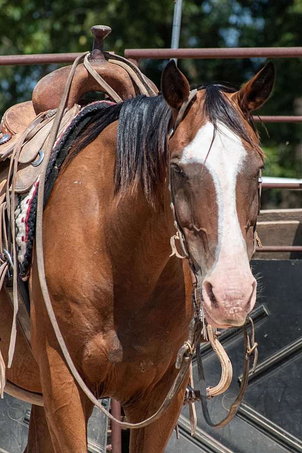 bay-quarter-horse-gelding