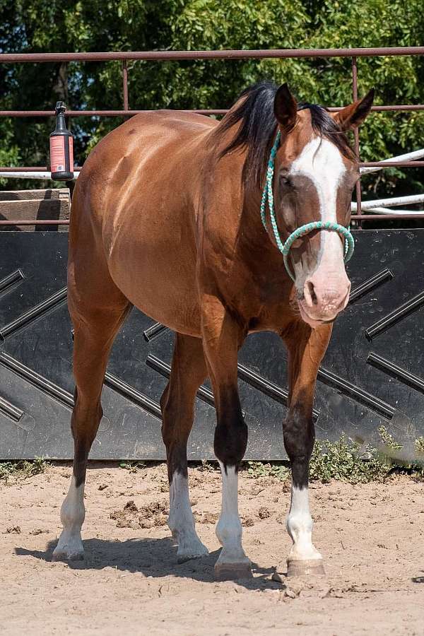 bay-gelding-for-sale