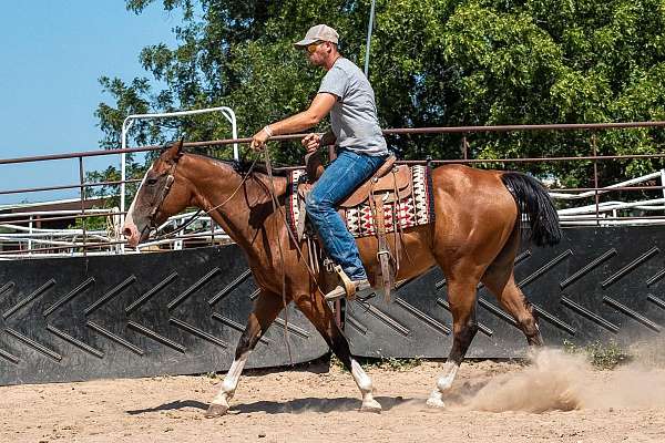 15-hand-quarter-horse-gelding